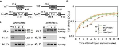 hetN and patS Mutations Enhance Accumulation of Fatty Alcohols in the hglT Mutants of Anabaena sp. PCC 7120